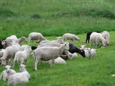 Rozvoj ovčí farmy - pastevní areál