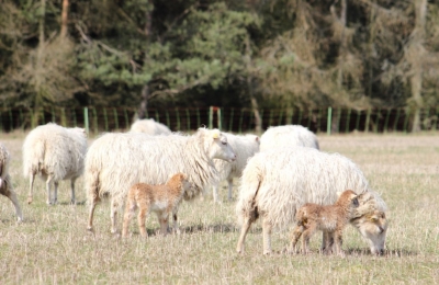 Zajímavý článek v časopise NÁŠ CHOV o chovateli ovcí, který byl podpořen prostřednictvím MAS Holicko